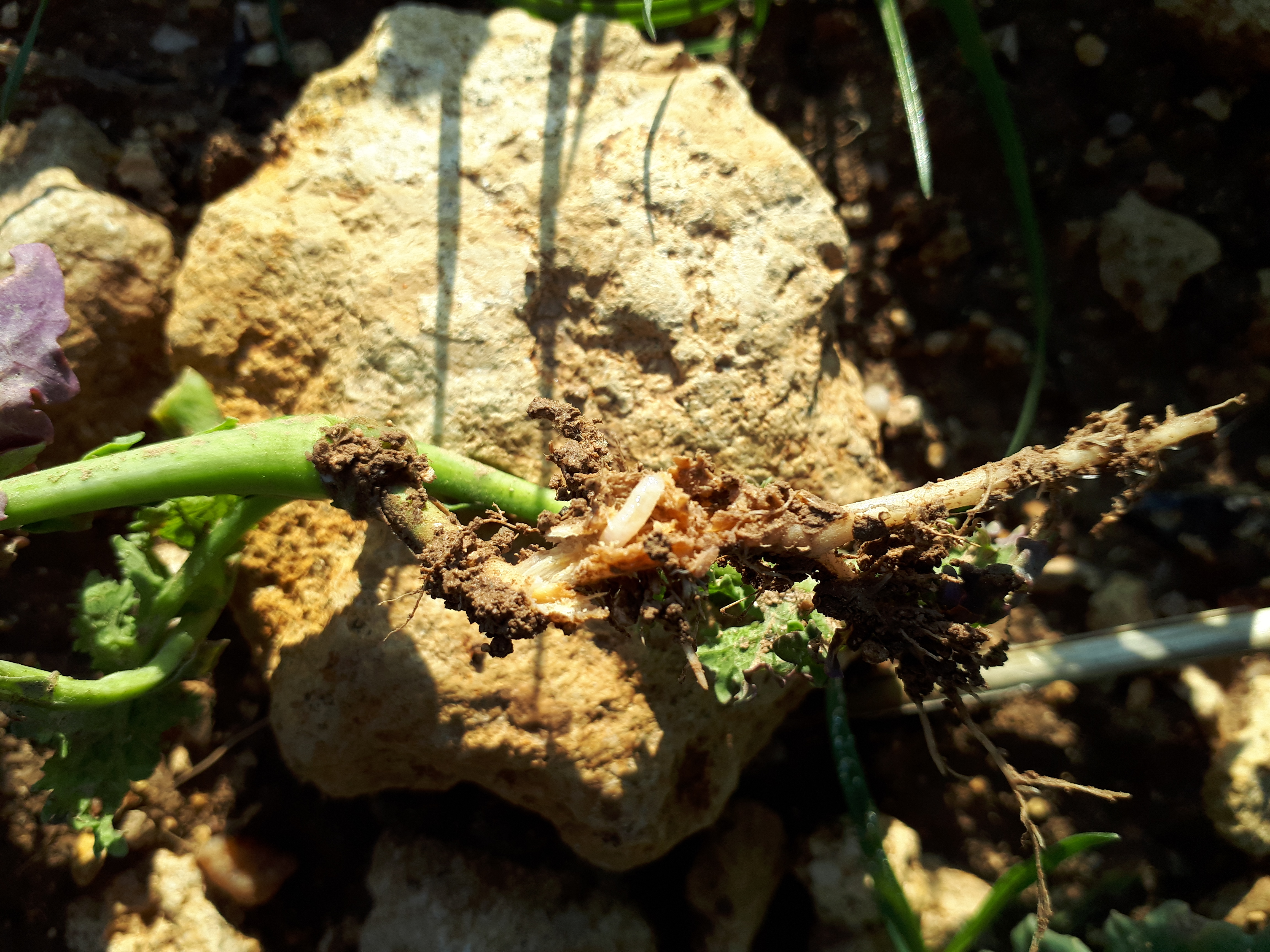 Dégâts causés par mouche du chou sur racines de colza