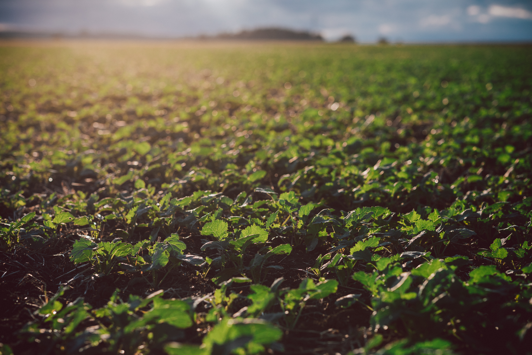 Nouveaux défis pour les colzaïculteurs