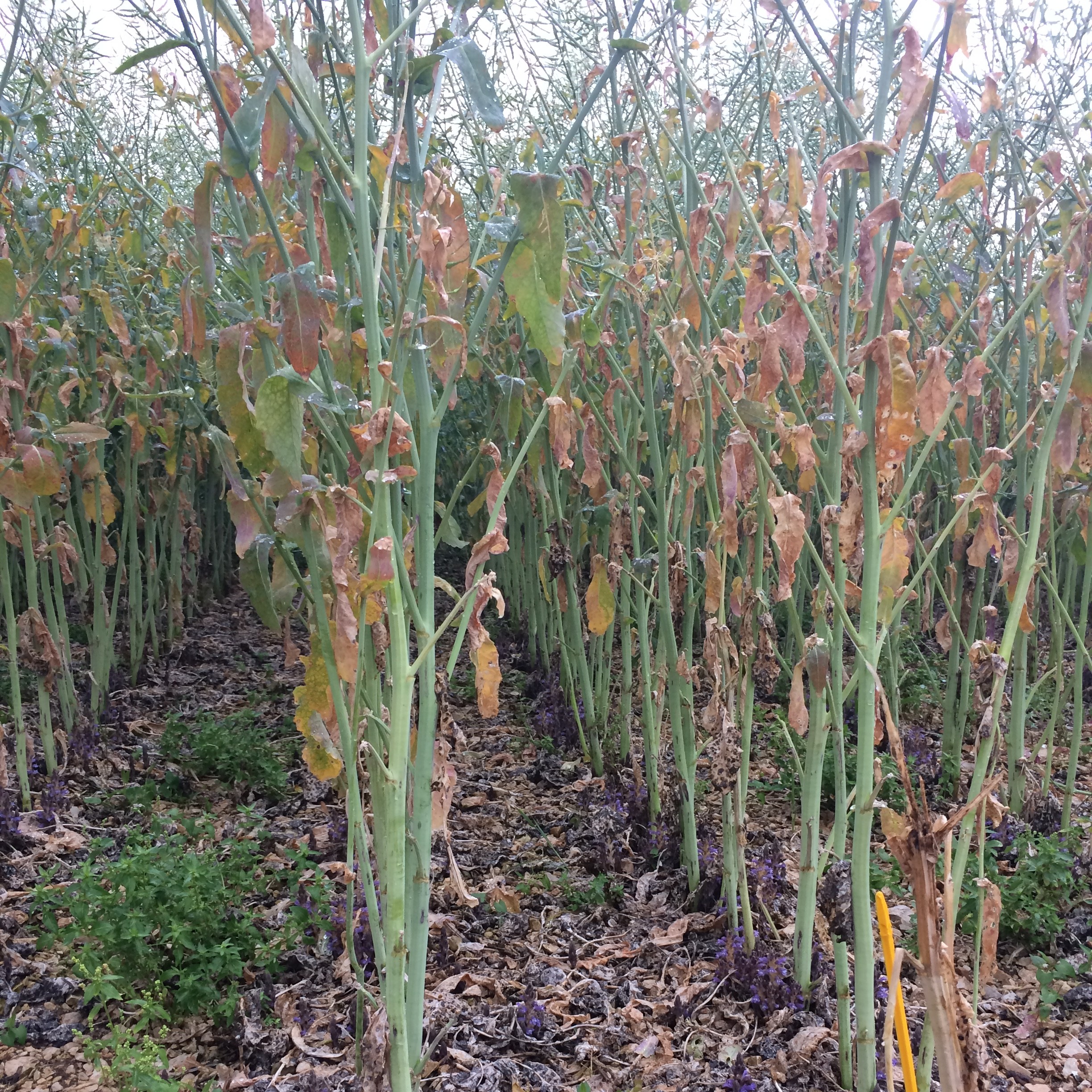 Image d'orobanche rameuse attaquant une culture