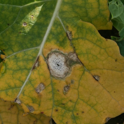 feuille colza phoma