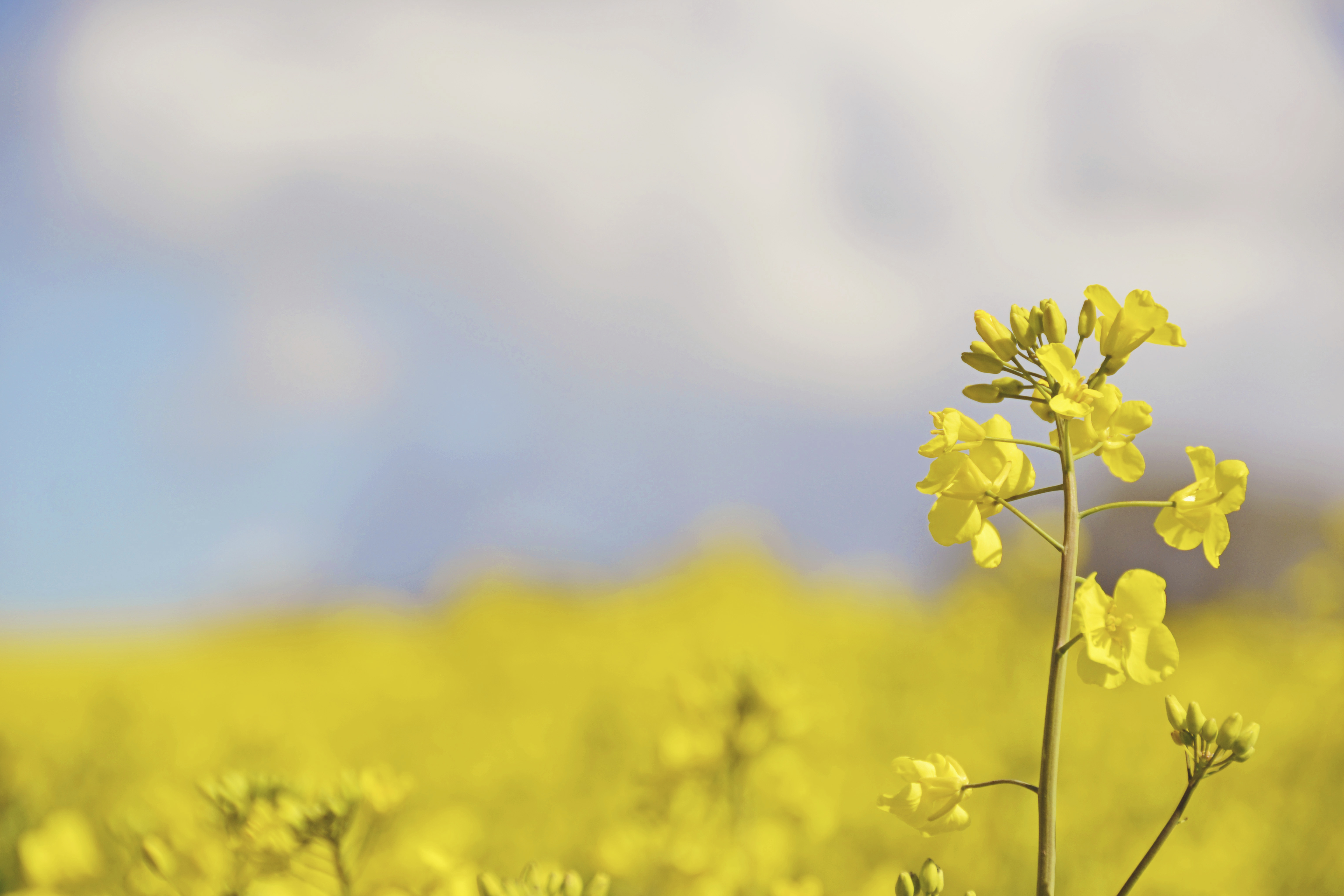 Pourquoi faire du colza_vue champ