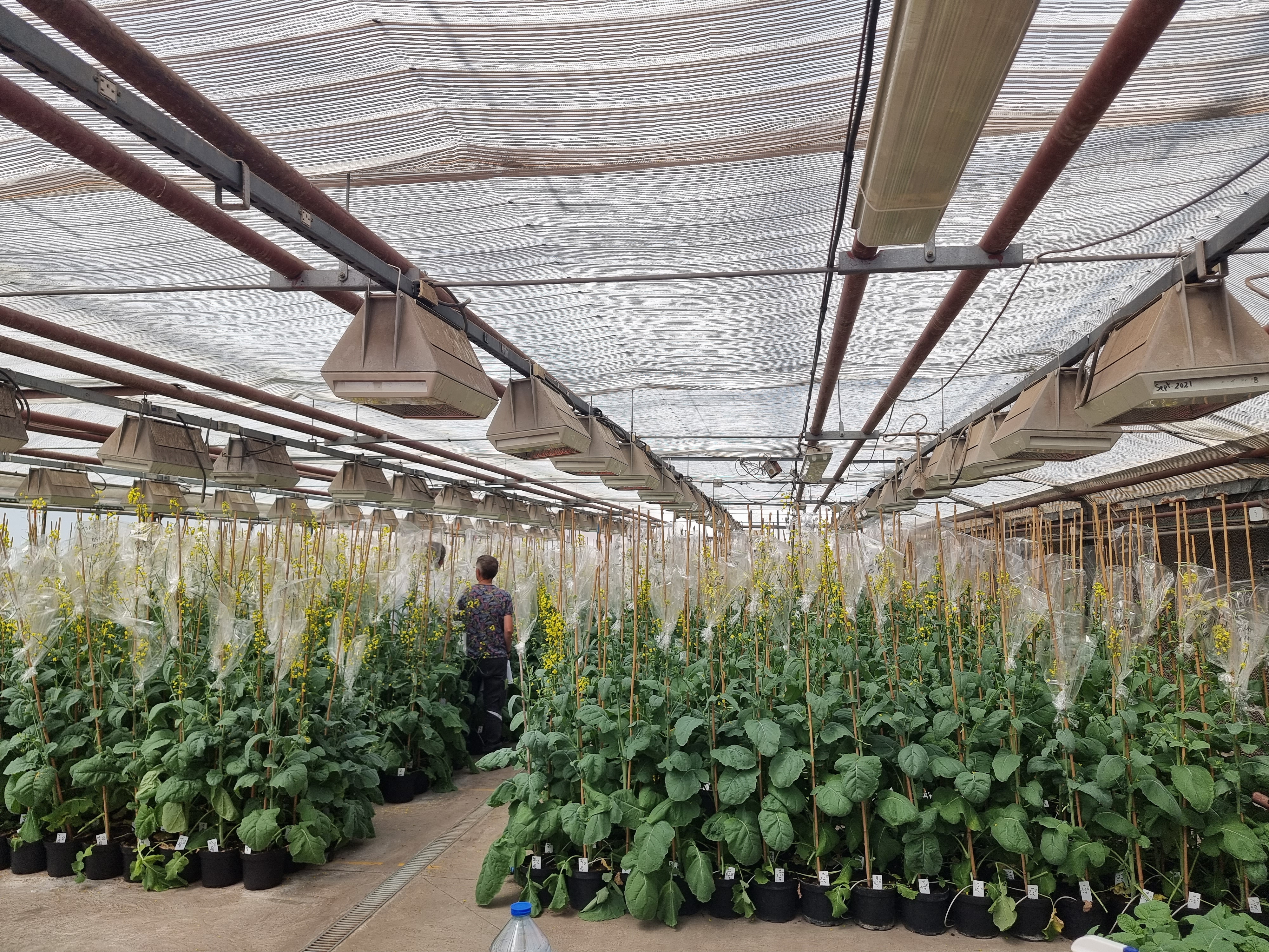 Variétés colza : comment faire le bon choix ?