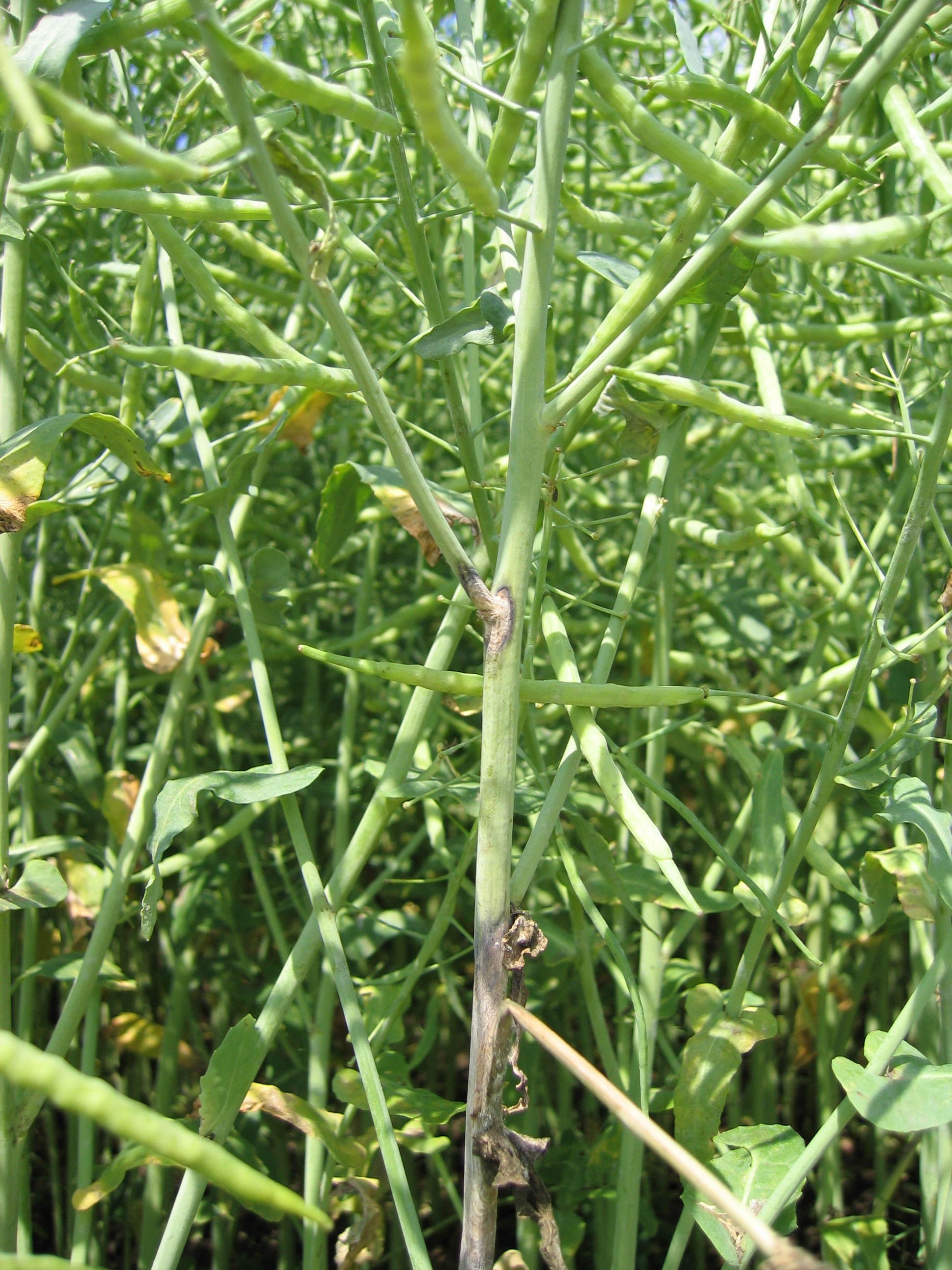 Sclérotinia du colza - Comment lutter
