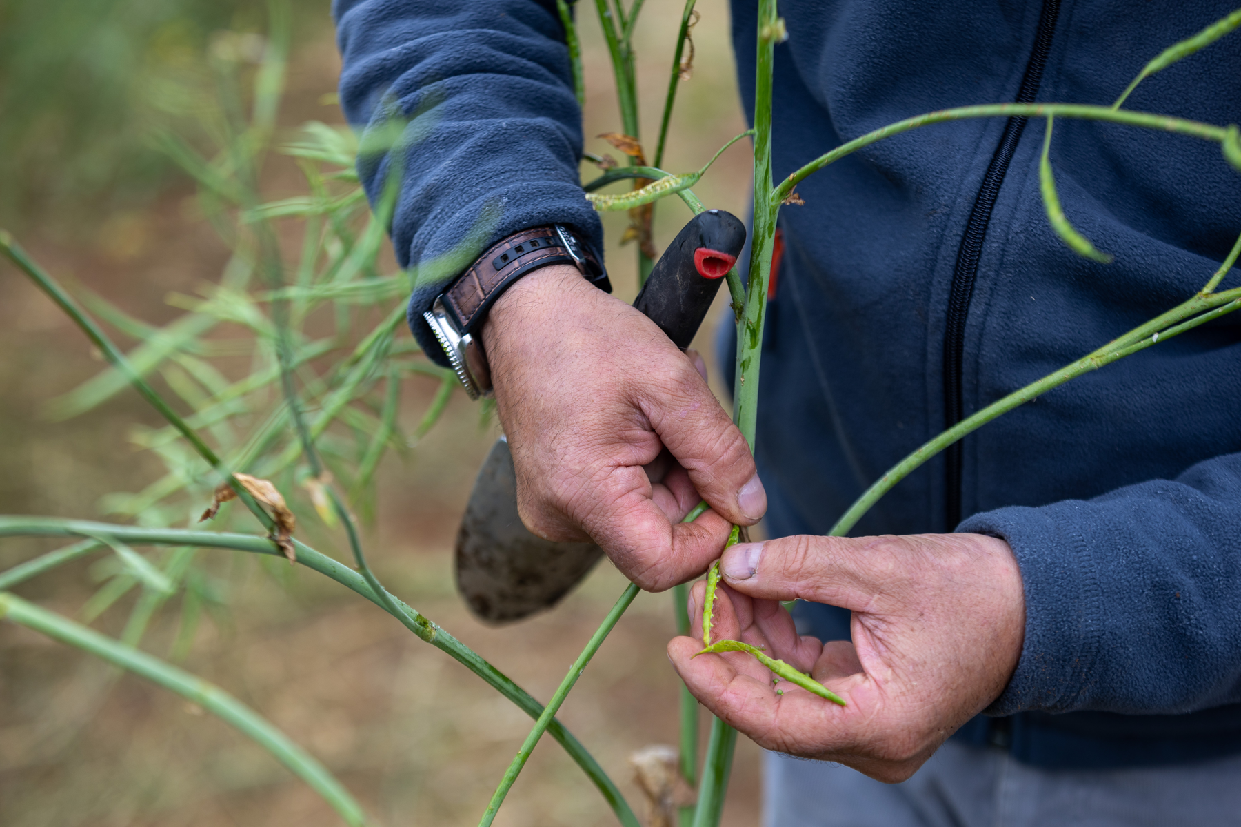 Sélection rigoureuse du colza MOMONT