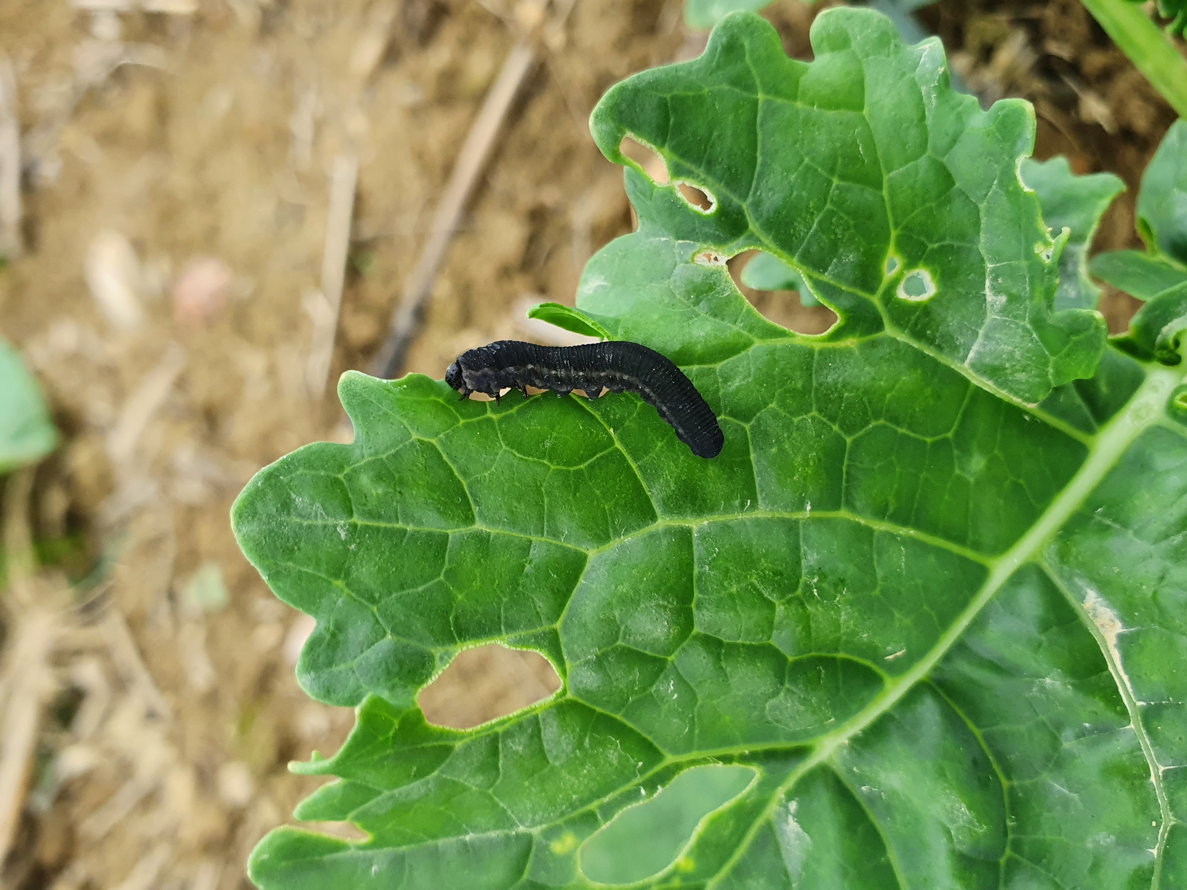 Attaque de tenthrede sur feuille de colza