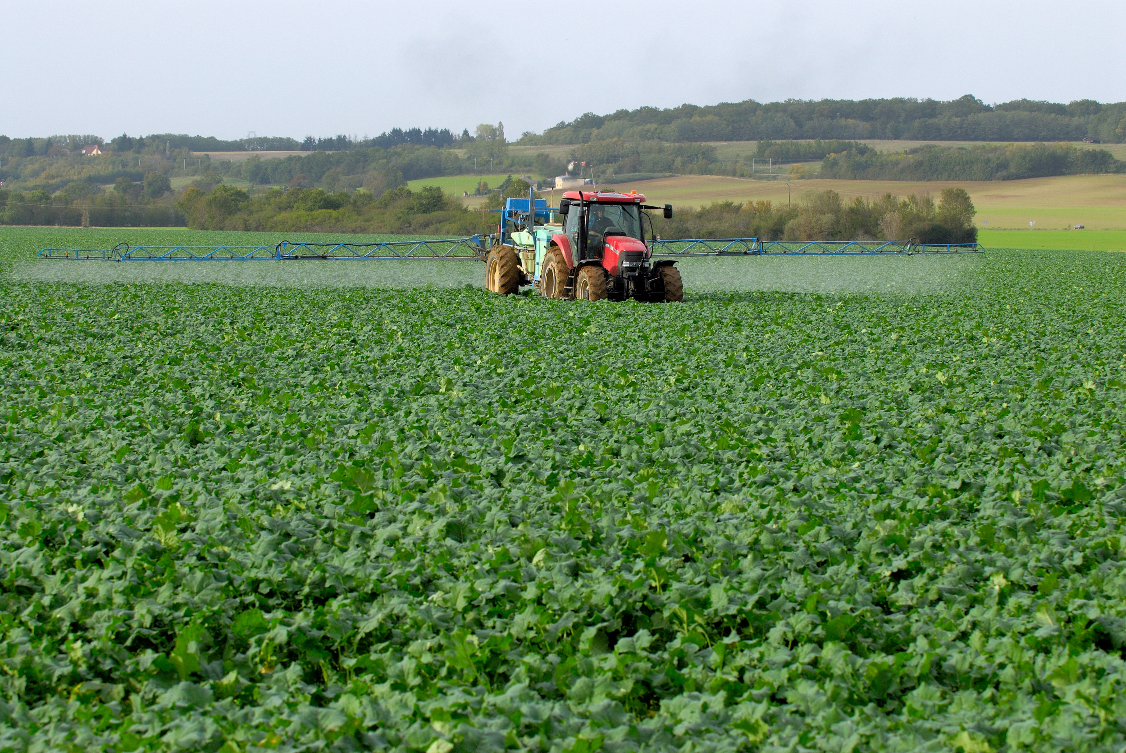 Traitement insecticide contre le charancon colza