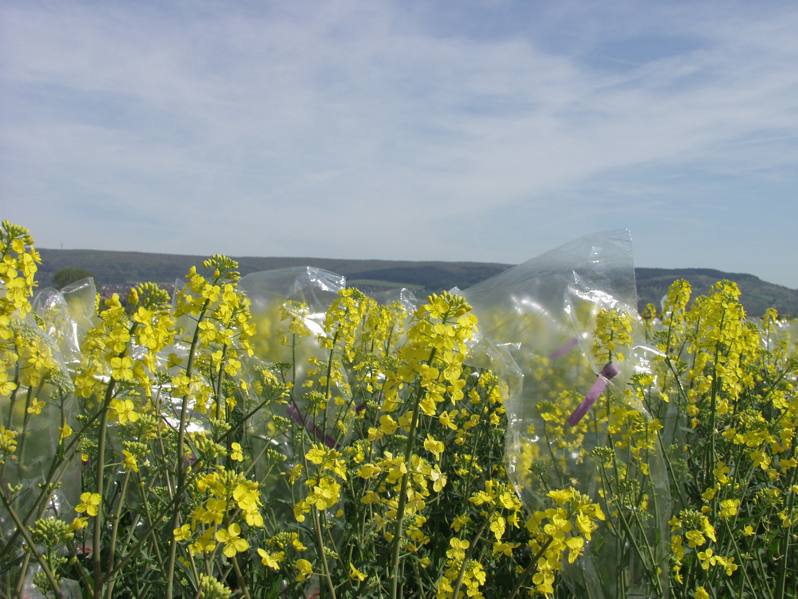 Conduite culturale colza - Semer colza