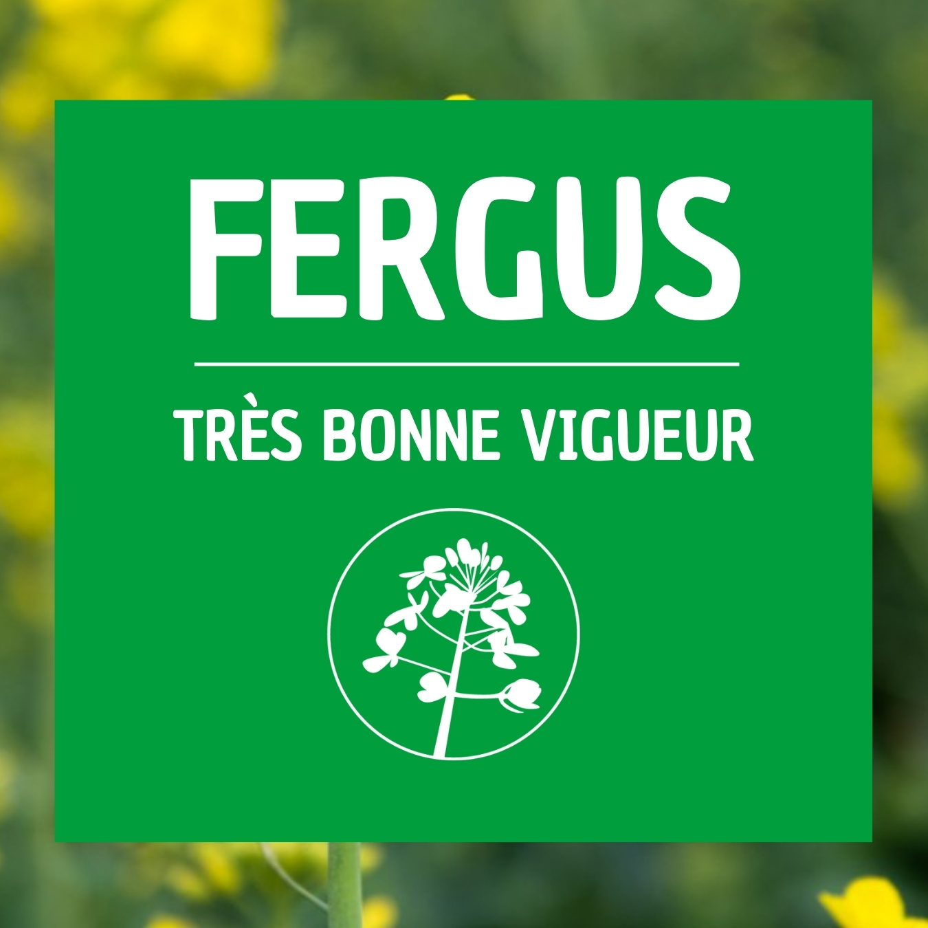 Colza de printemps FERGUS bonne vigueur