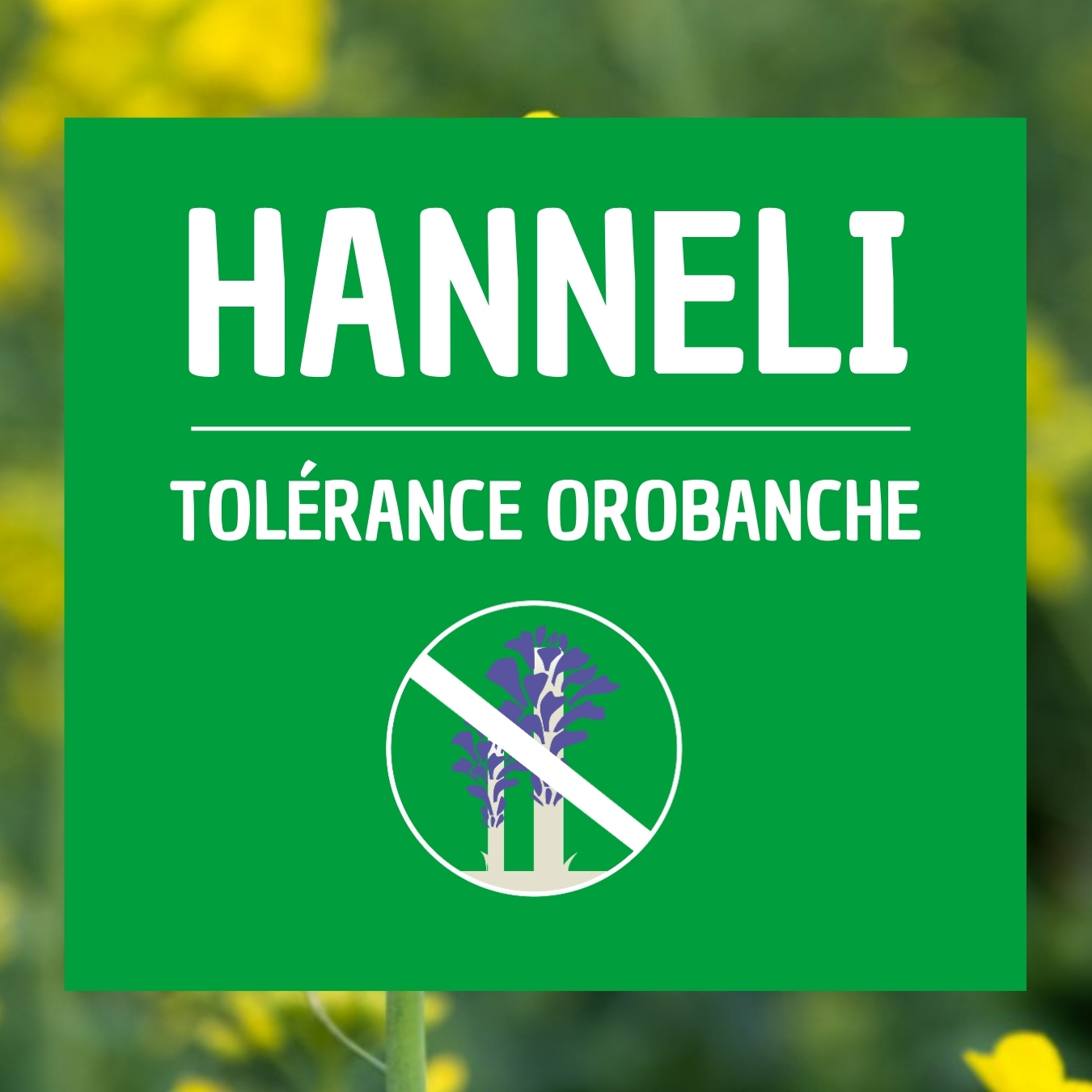 HANNELI, colza tolérant orobanche