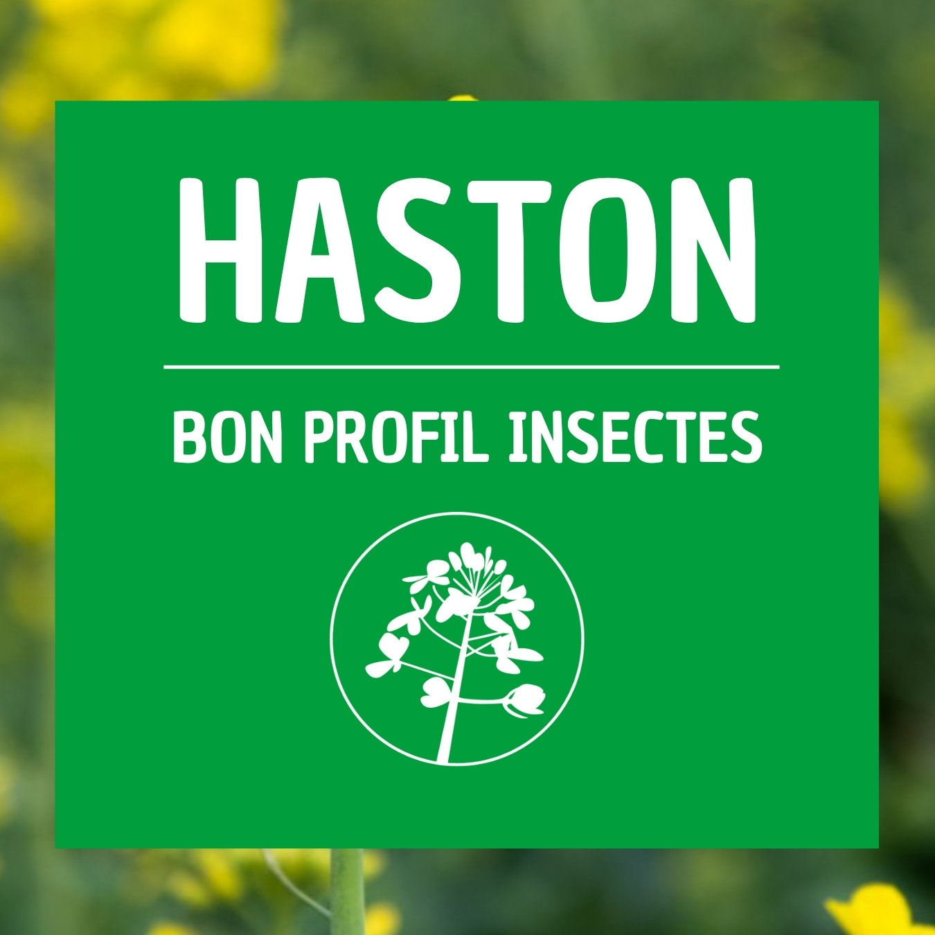 Colza HASTON bon profil insecte