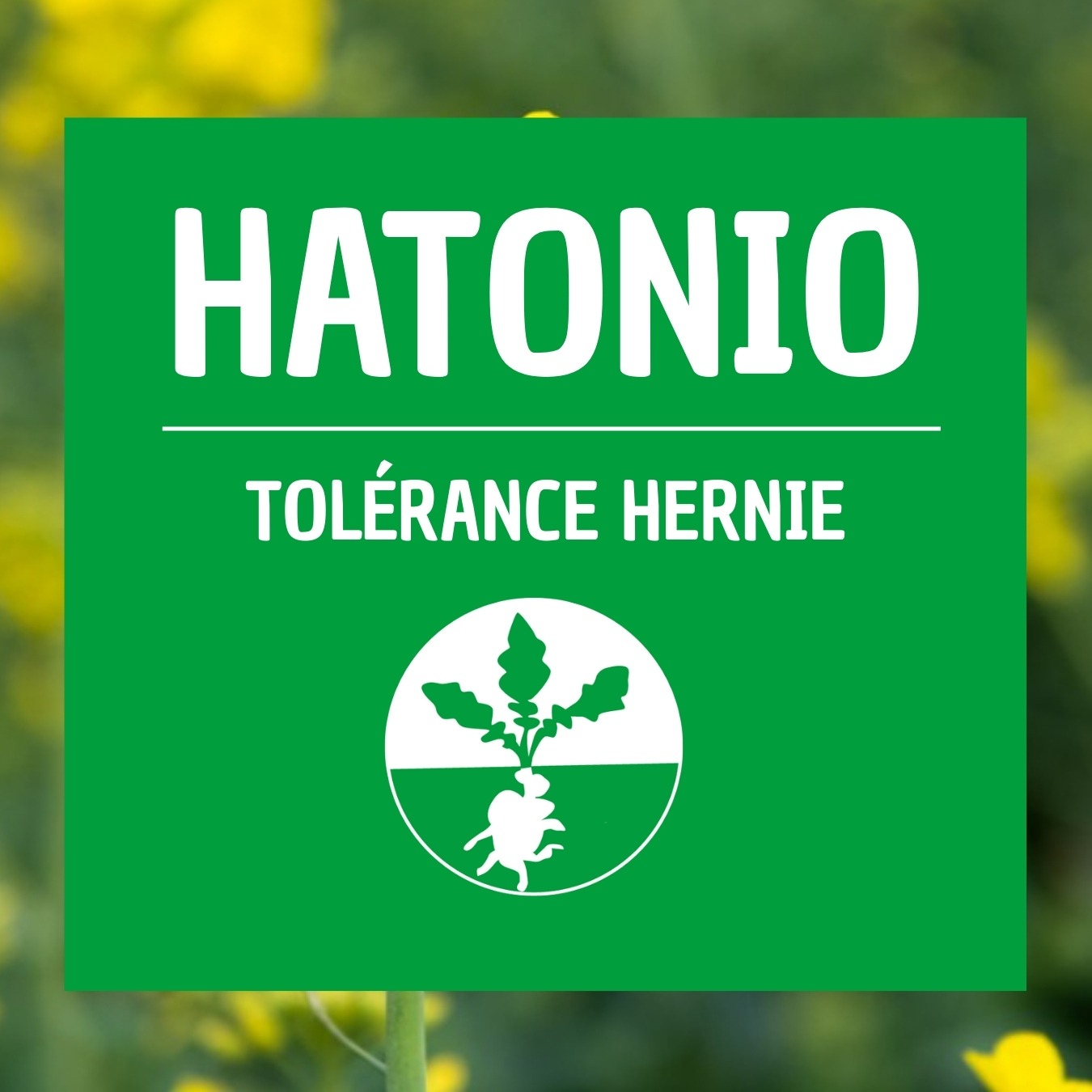 HATONIO résistance hernie du chou colza