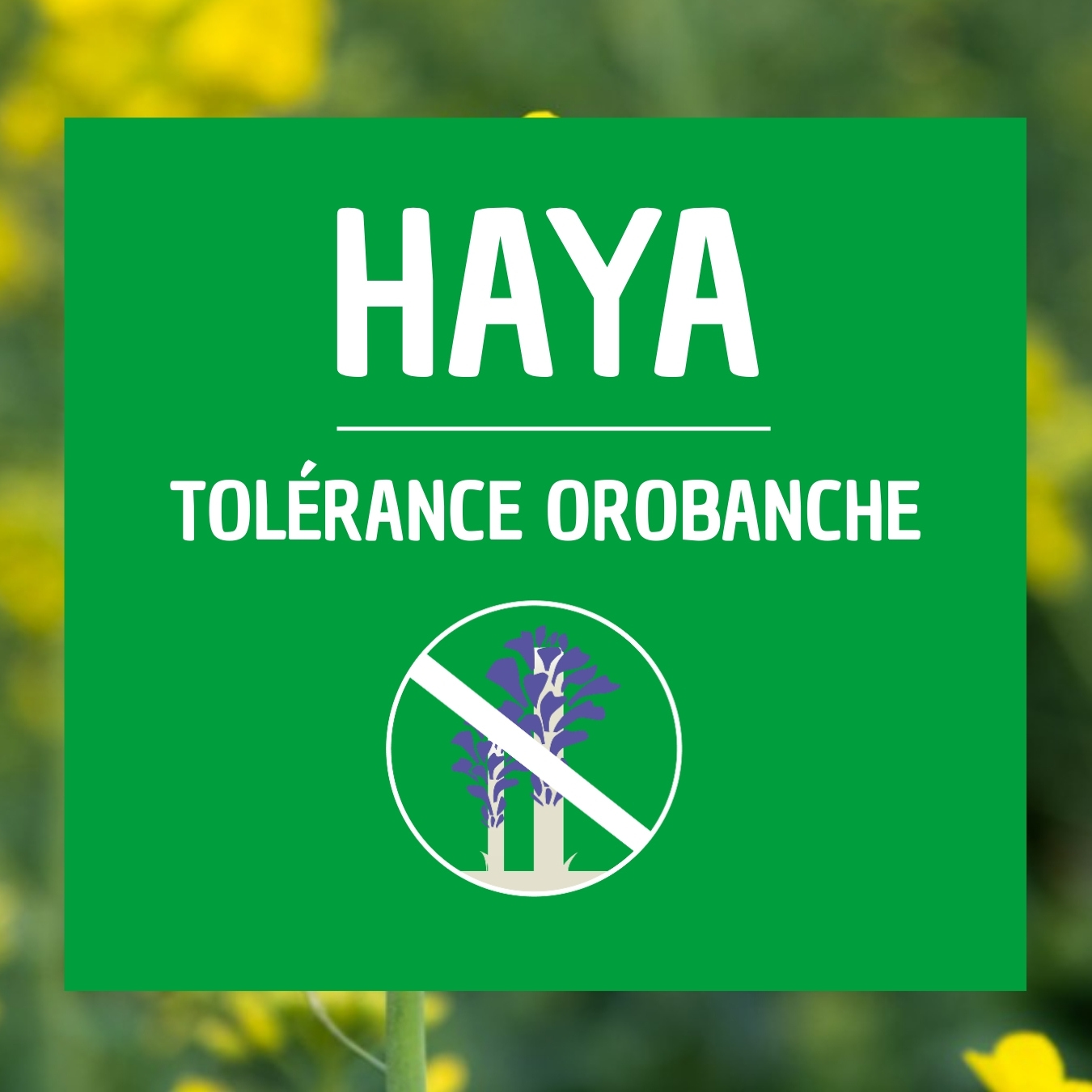 HAYA colza tolérant orobanche