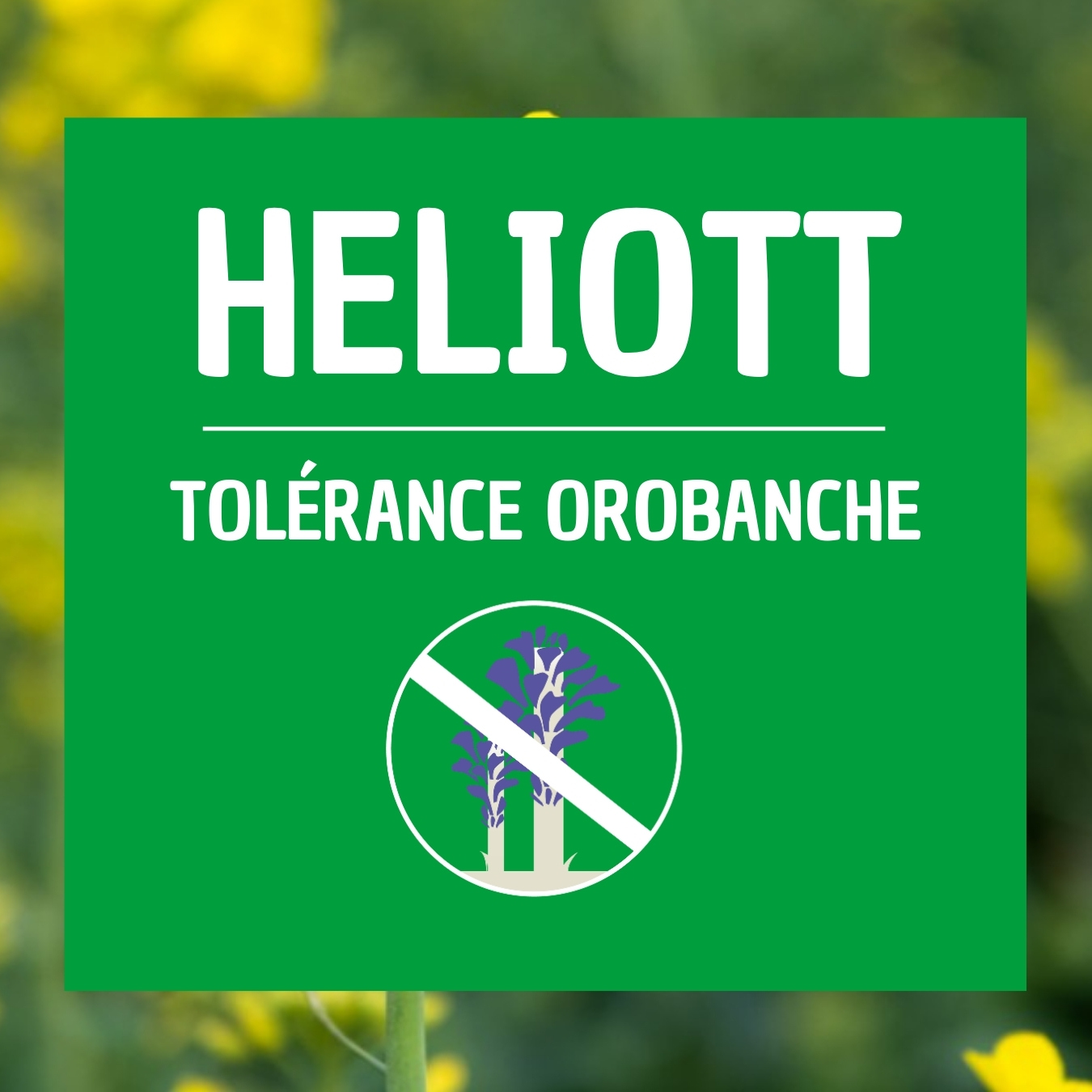 HELIOTT, colza d'hiver tolérant orobanche