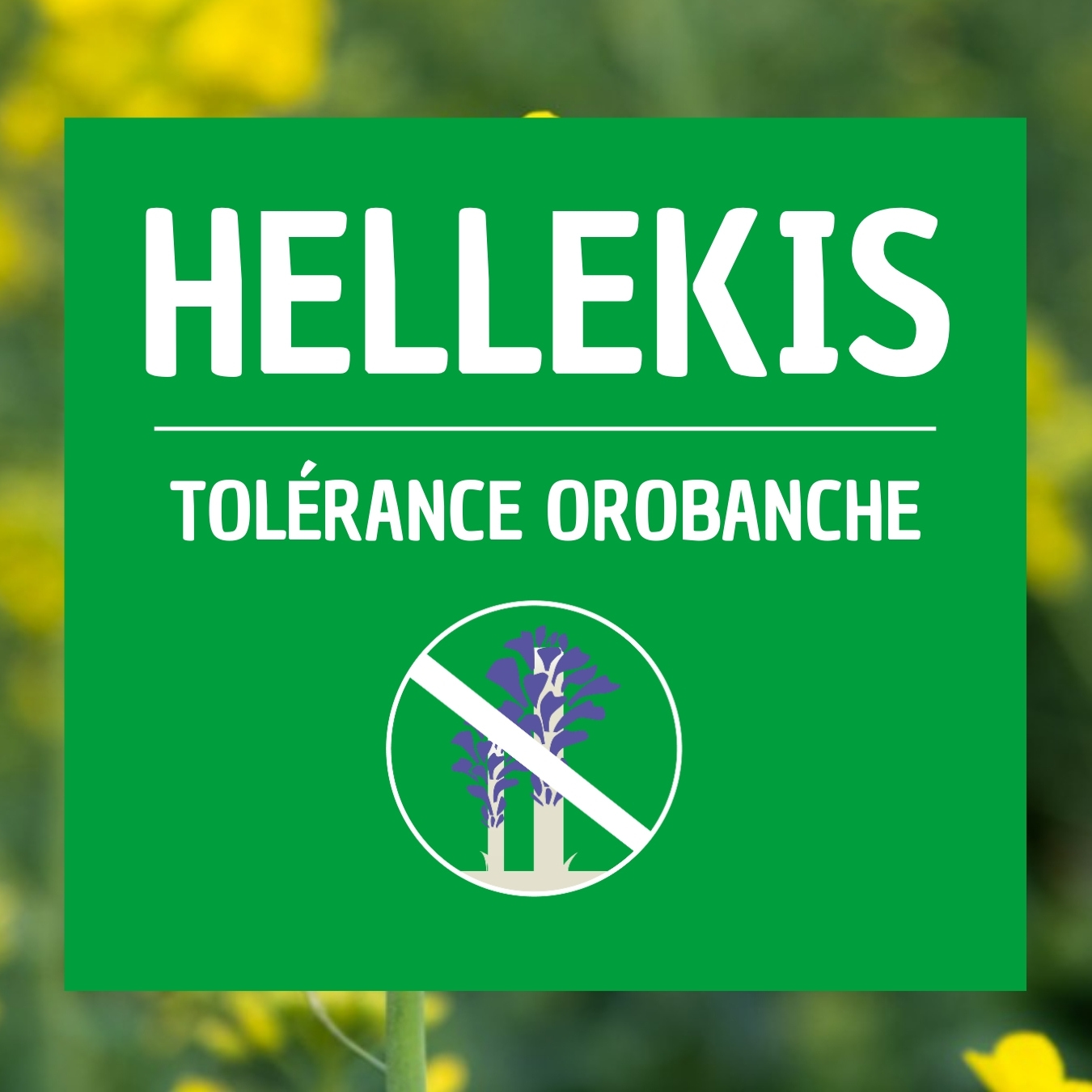 HELLEKIS, variété de colza tolérant orobanche