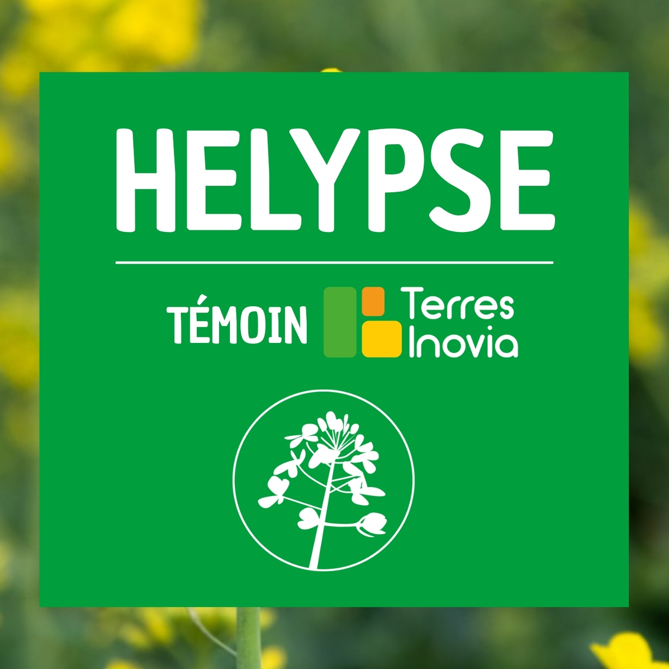 HELYPSE colza Terre Inovia