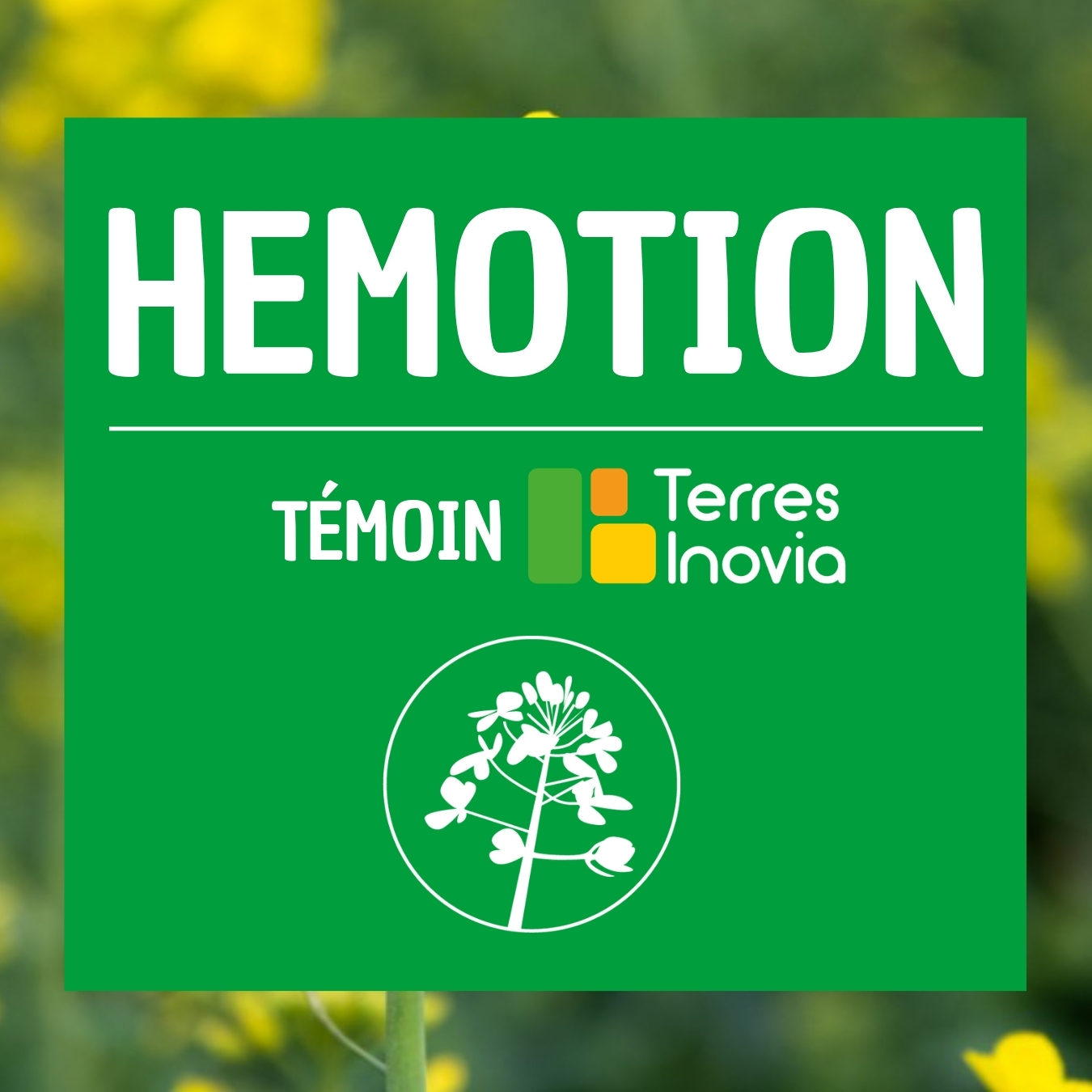 HEMOTION colza terre inovia