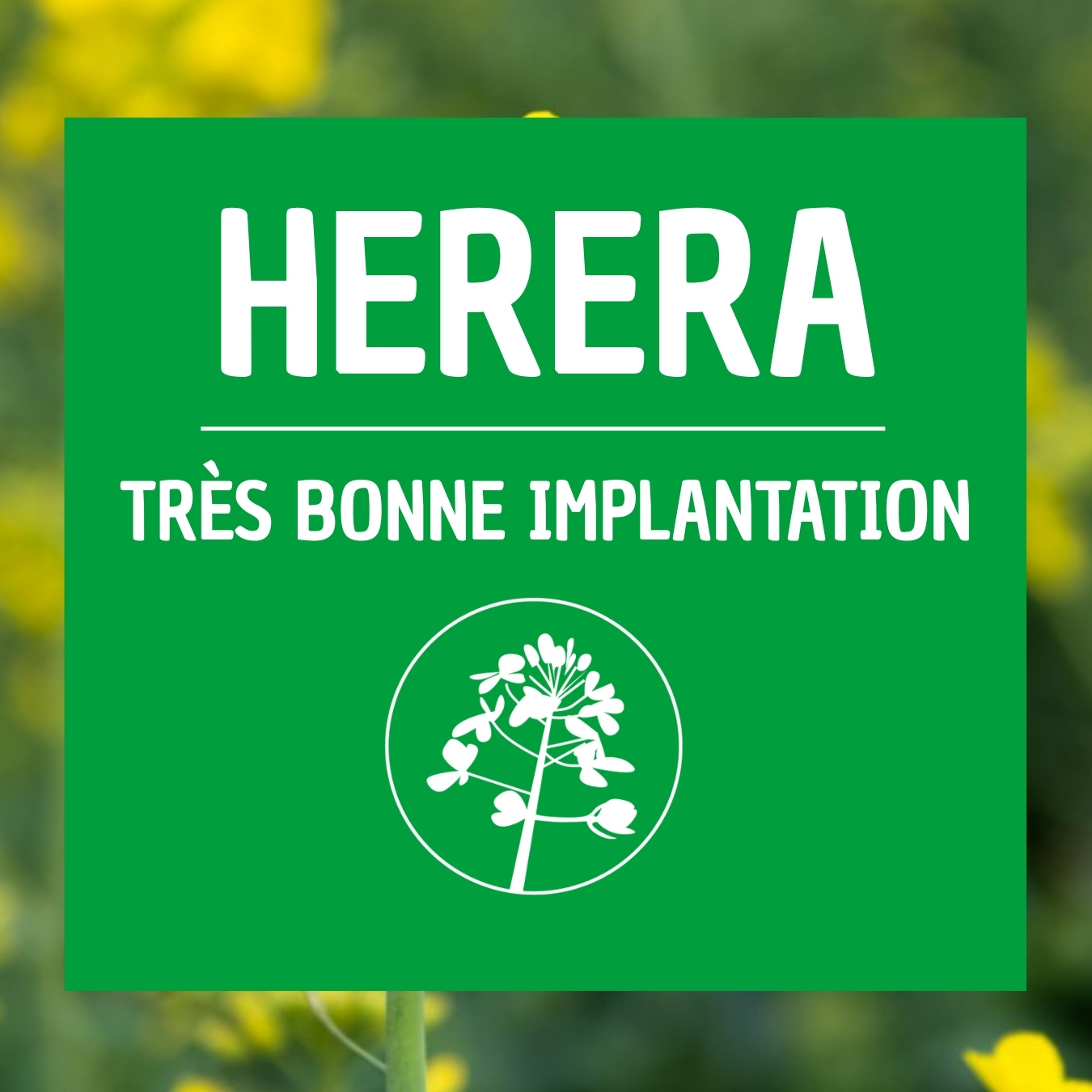 Colza HERERA bonne implantation semis