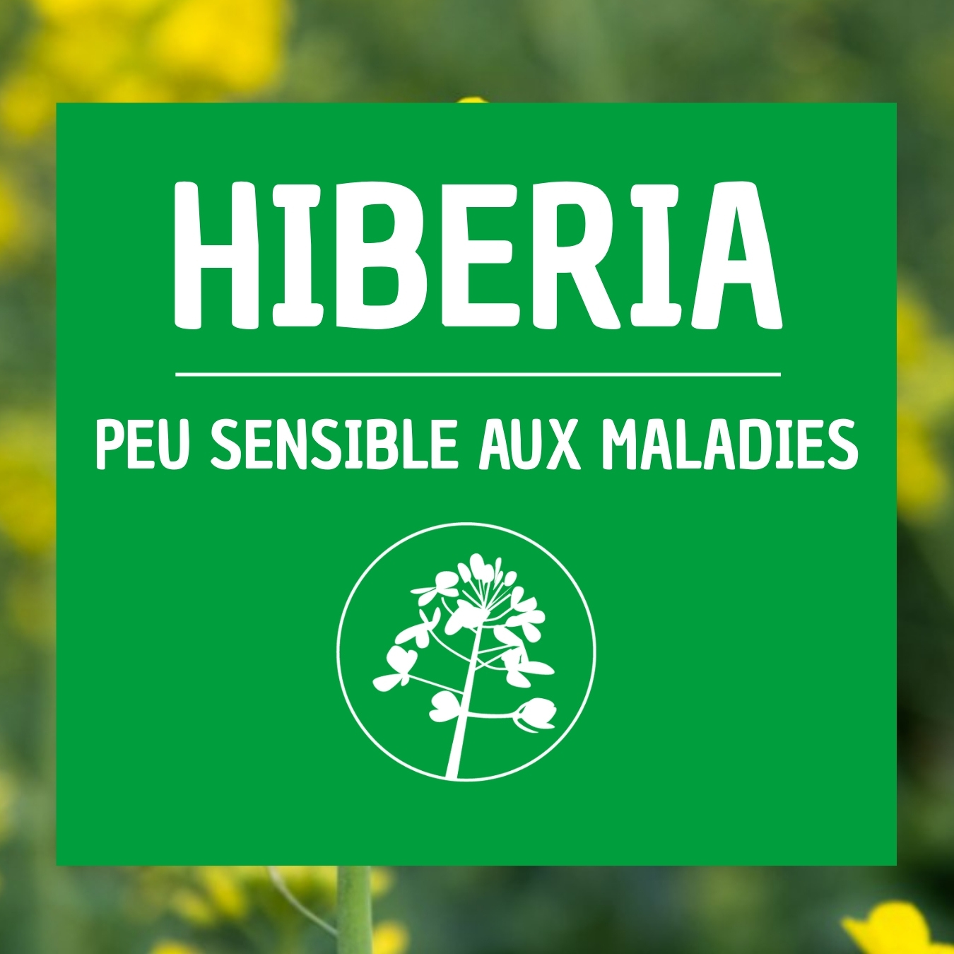 Colza HIBERIA variété implantation rapide semis