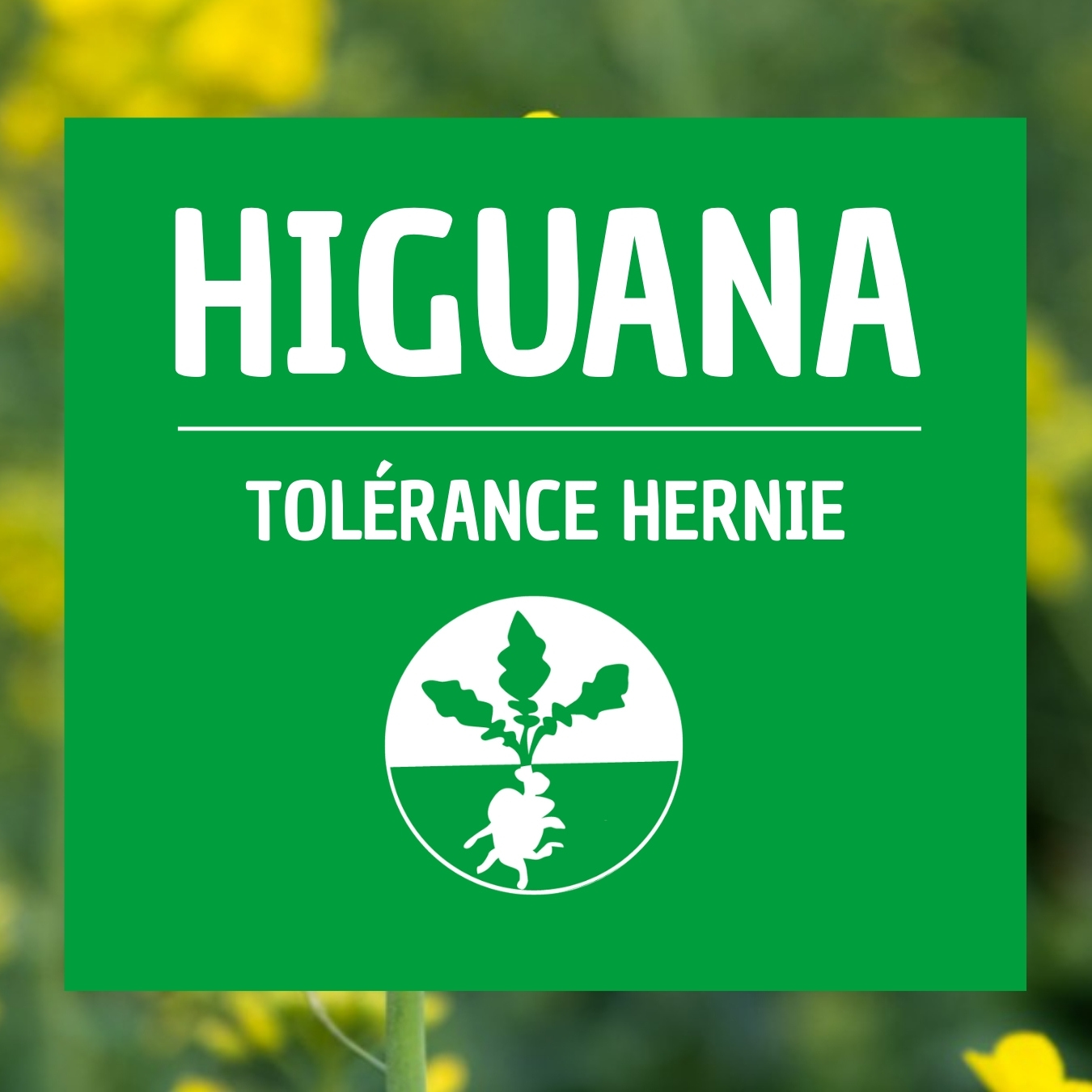 HIGUANA Semis colza tolérant hernie du chou
