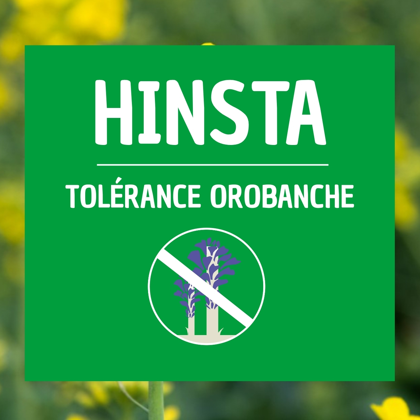 Colza HINSTA comportement orobanche