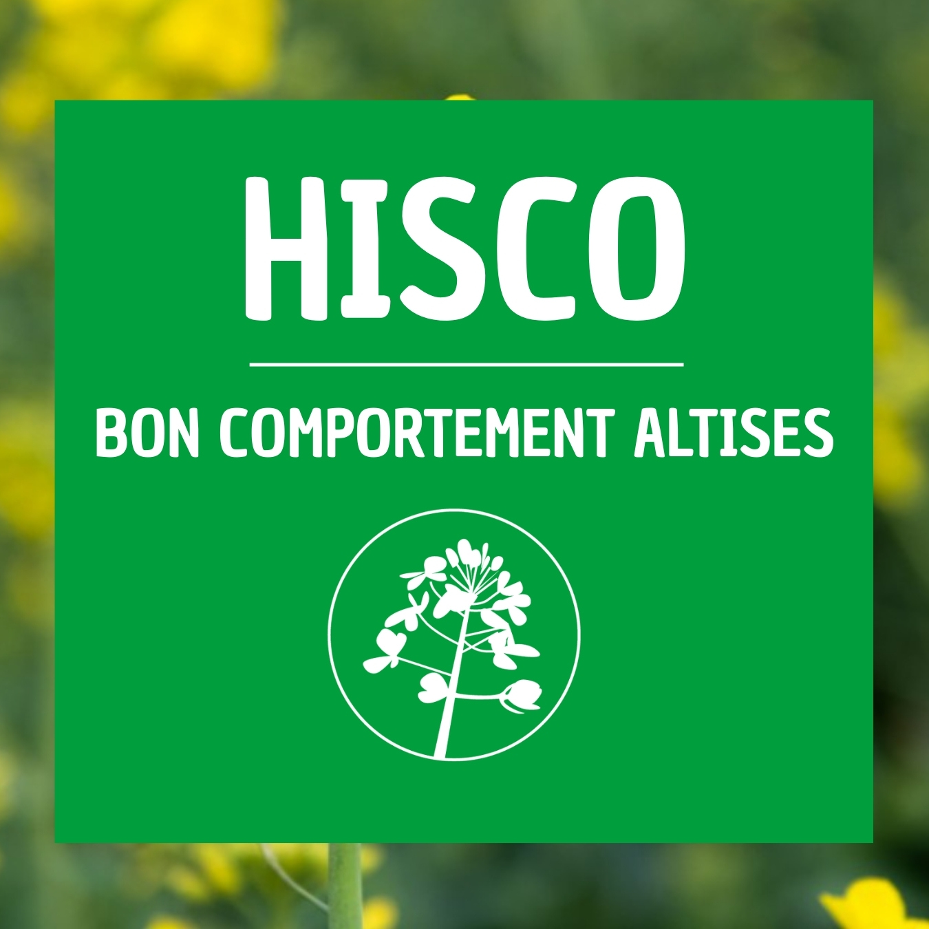 Colza HISCO bon comportement altises
