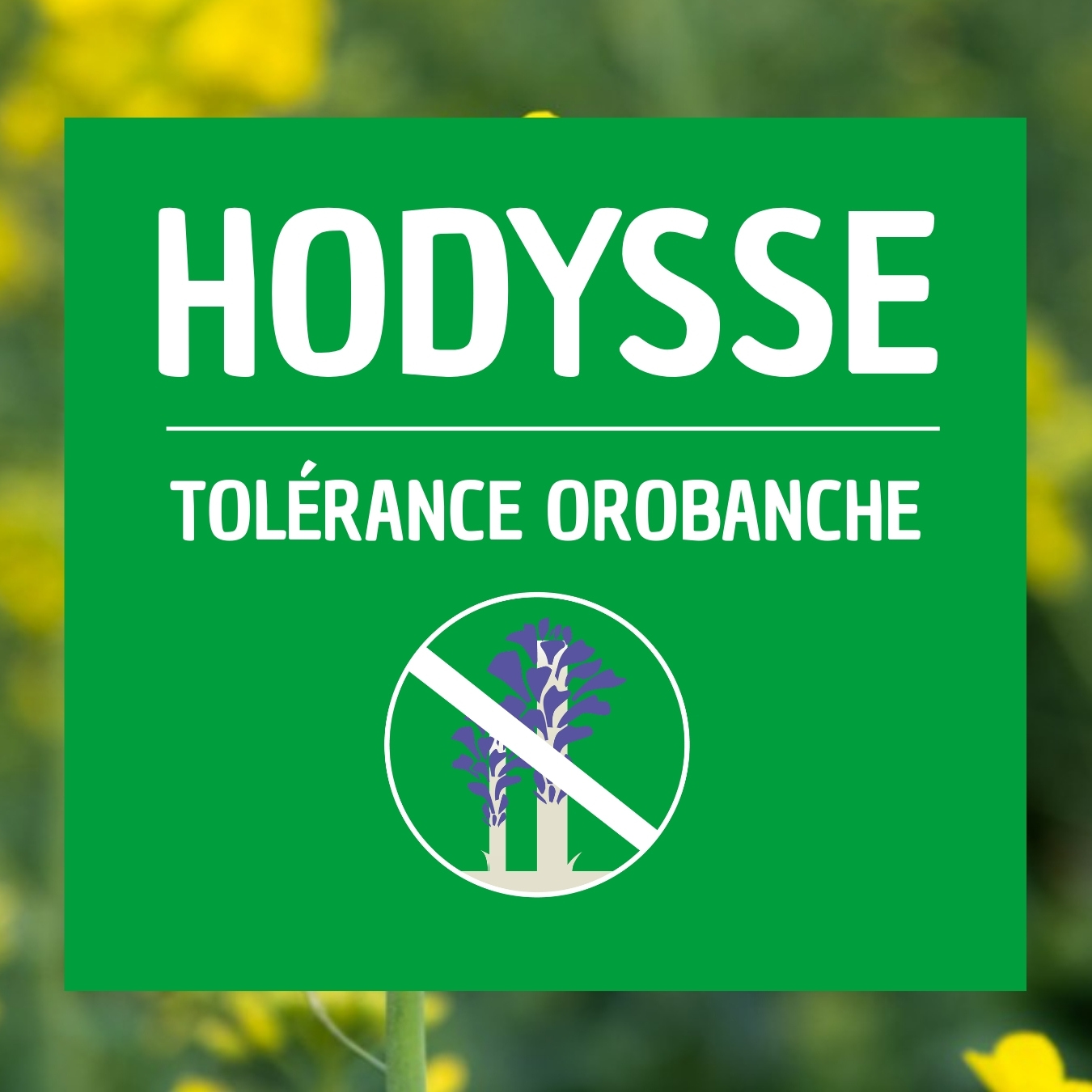 HODYSSE colza orobanche tolérant