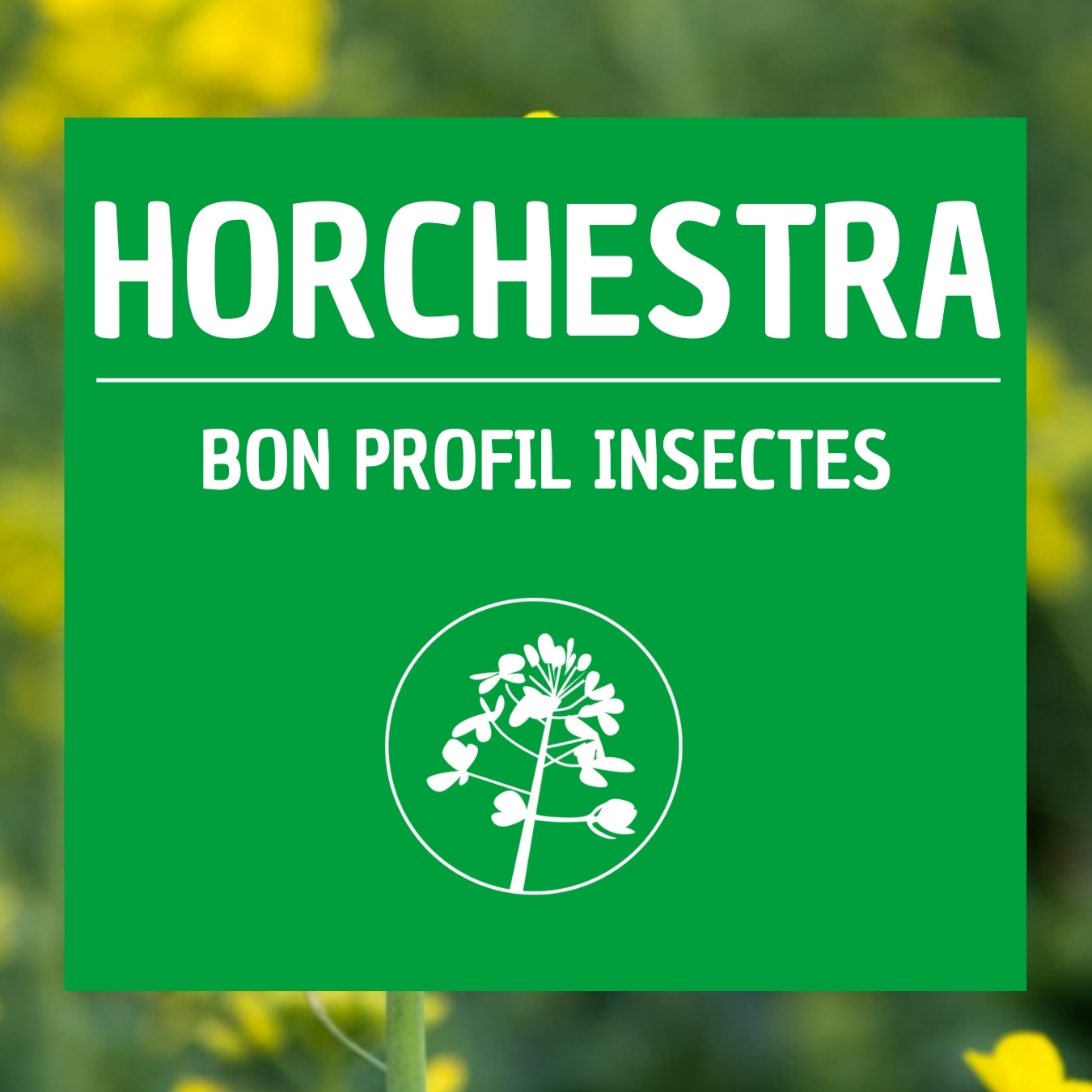 HORCHESTRA colza tolérant maladies et insectes