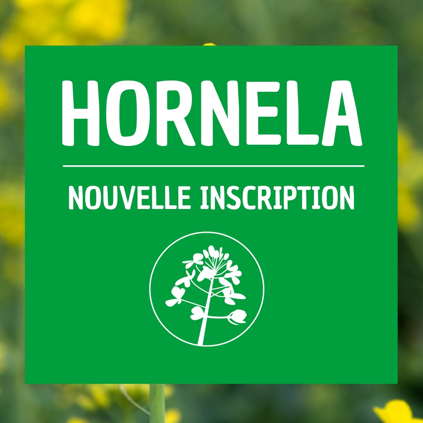 Colza MOMONT Hornela bon profil maladies