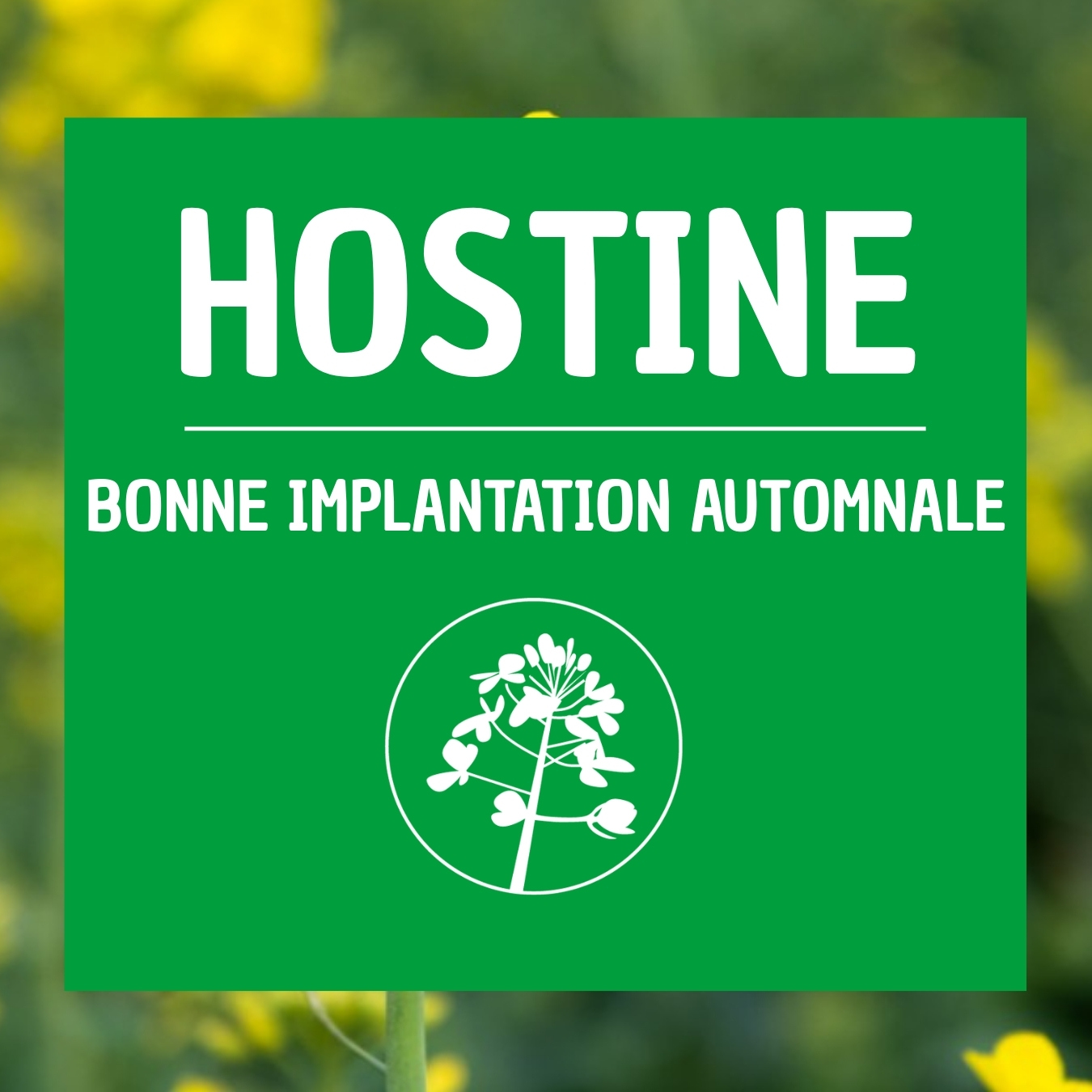 Colza HOSTINE bonne implantation automnale