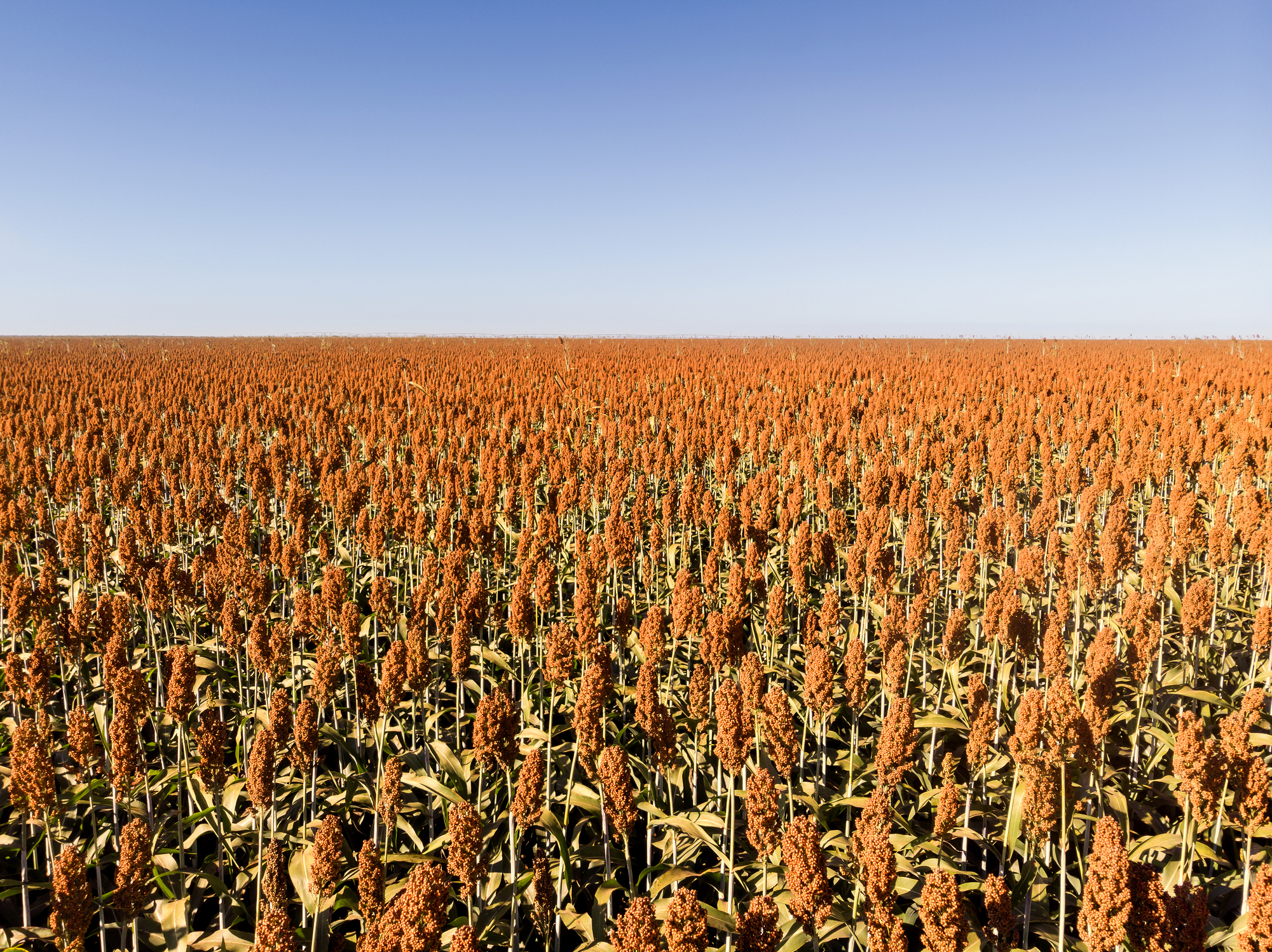 Rendement sorgho grain MOMONT