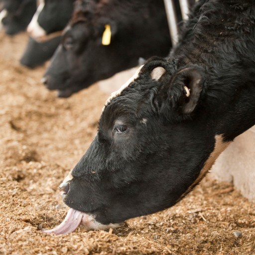 vache_ensillage