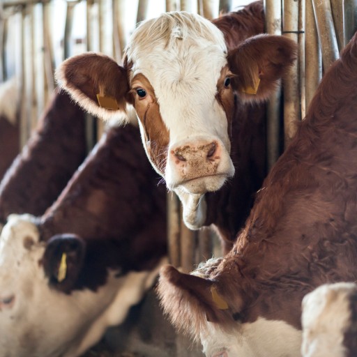vaches qui mangent