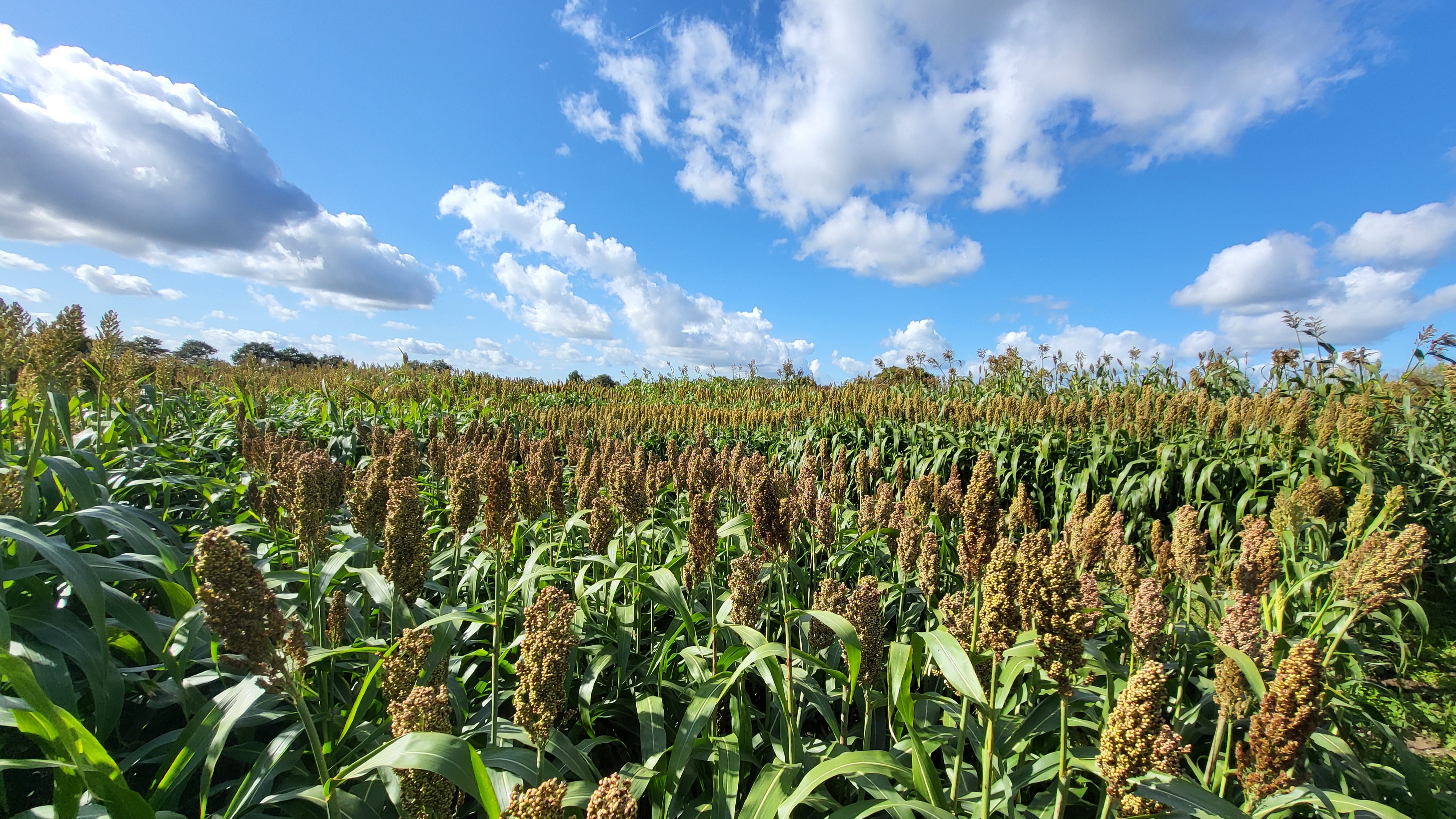 Champ de sorgho fourrage MOMONT