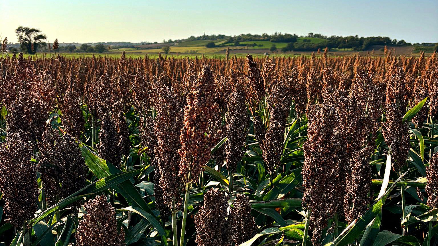 Champ de sorgho grain MOMONT