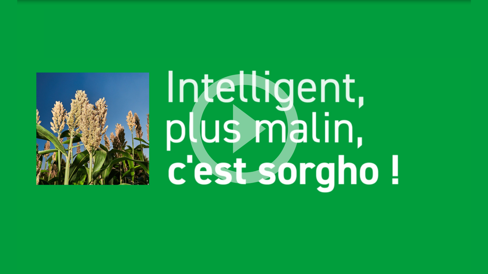 Intelligent, plus malin, c'est le sorgho MOMONT