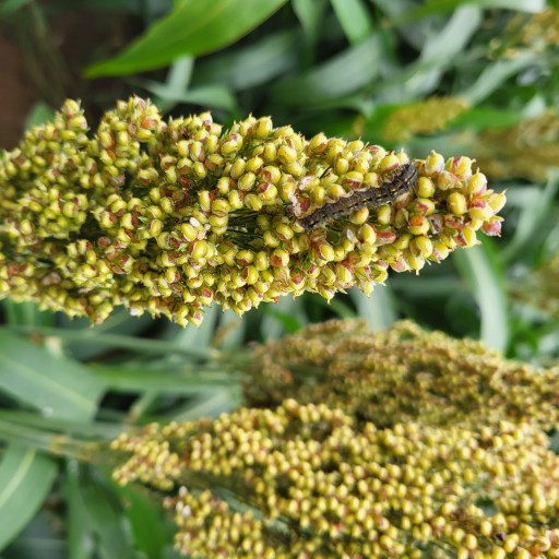 heliothis_sorgho_grain