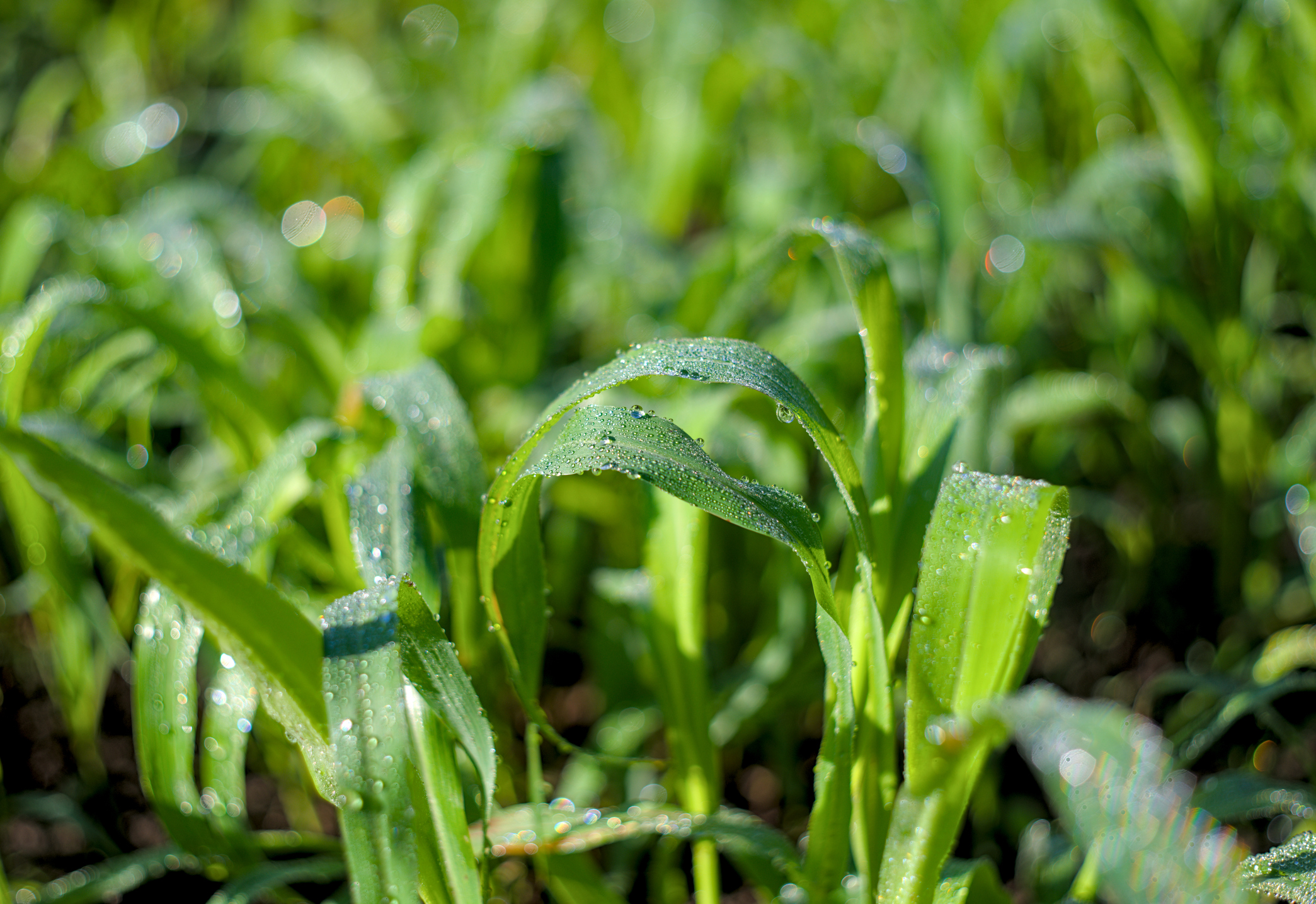 Jeunes feuilles de sorgho fourrager