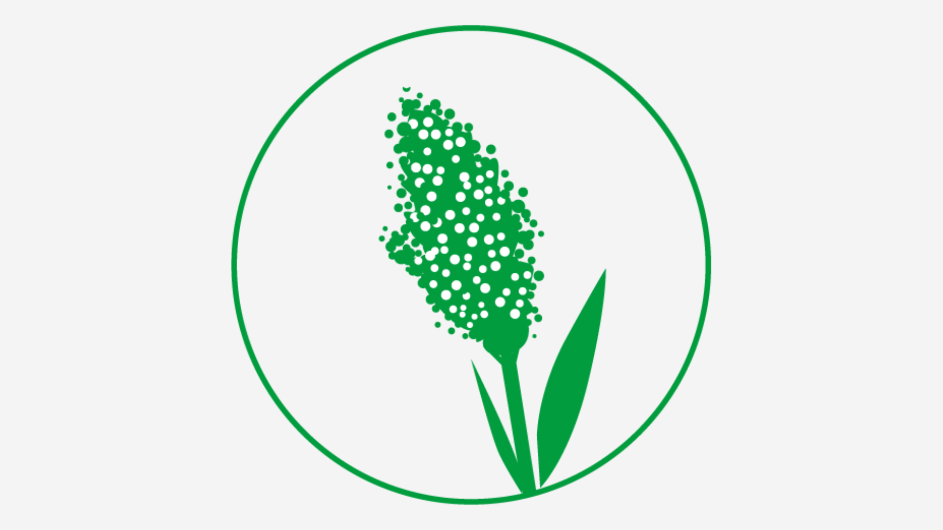 Sorgho grain comparaison maïs