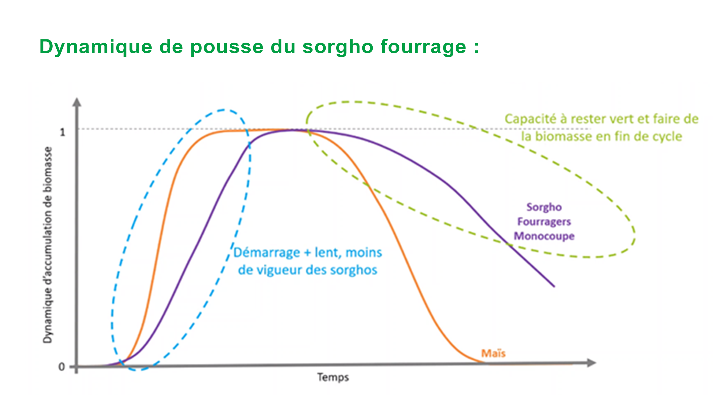 Dynamique de pousse de sorgho