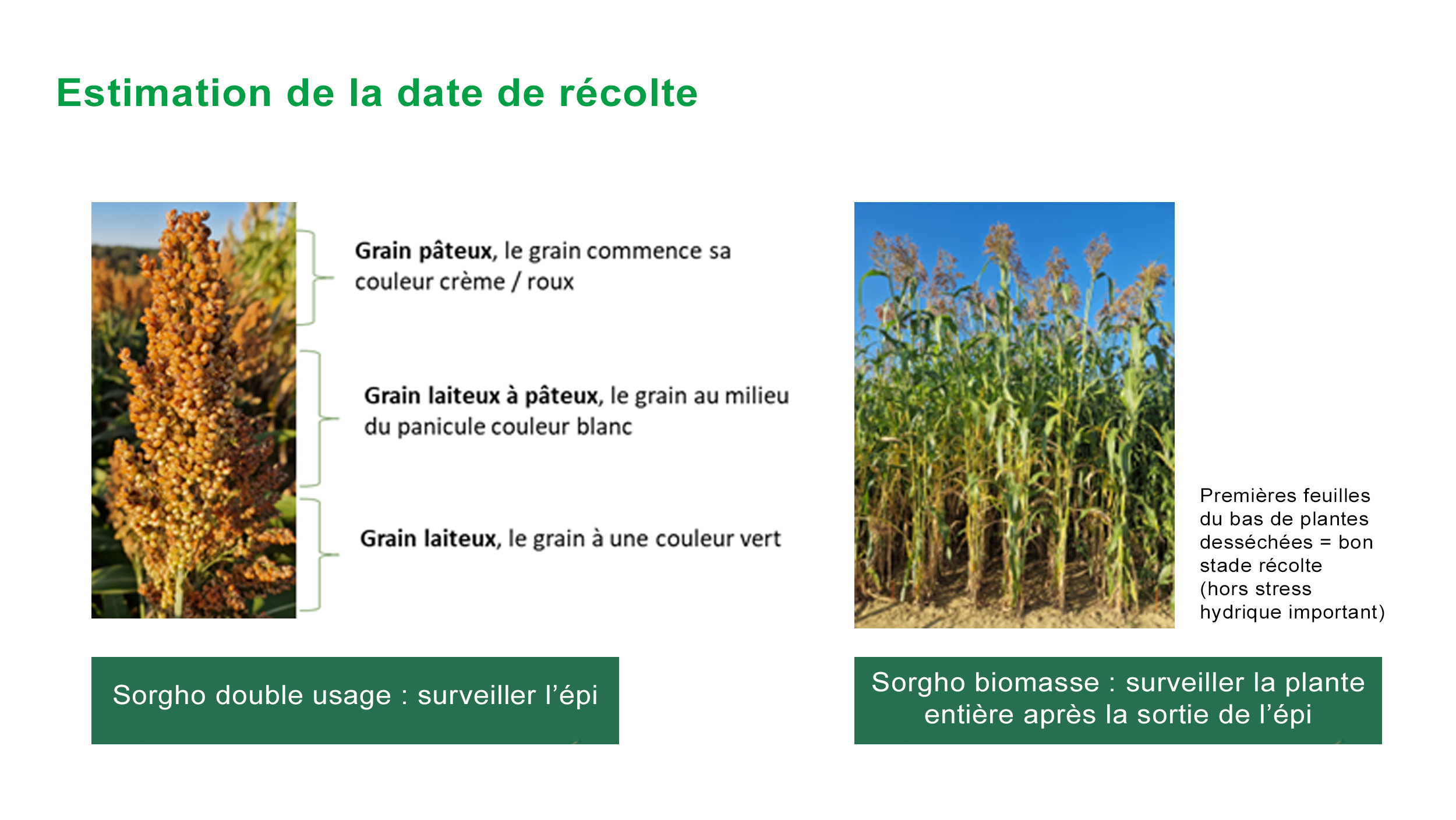 Estimation date de recolte sorgho fourrage
