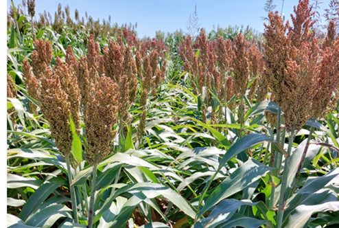 REMUS Sorgho Fourrage